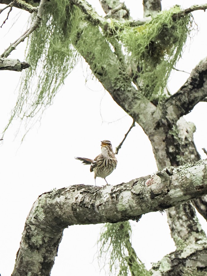 White-browed Robin-Chat - ML628110420