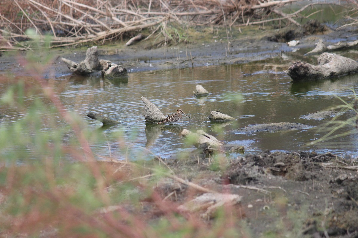 Wilson's Snipe - ML628110421