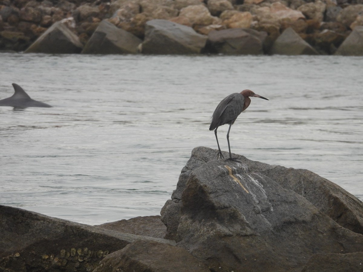 Reddish Egret - ML628110423