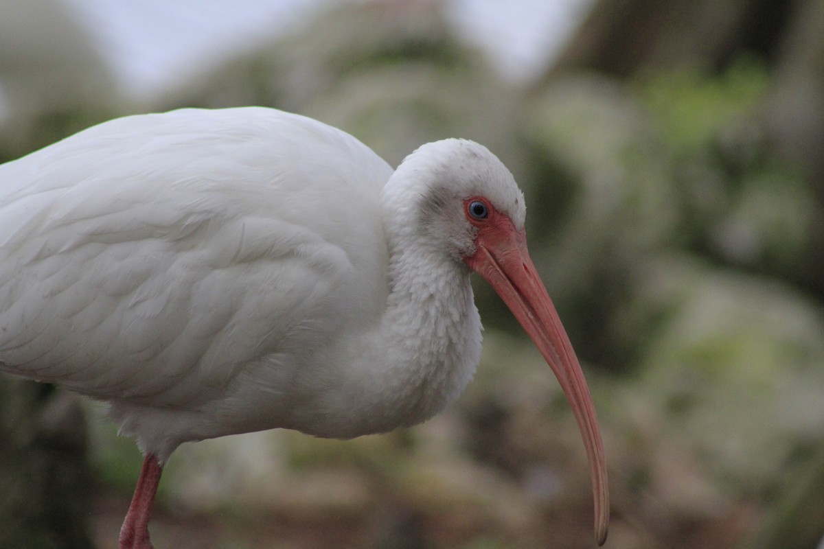 White Ibis - ML628110424