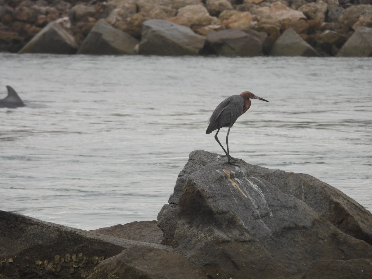 Reddish Egret - ML628110432