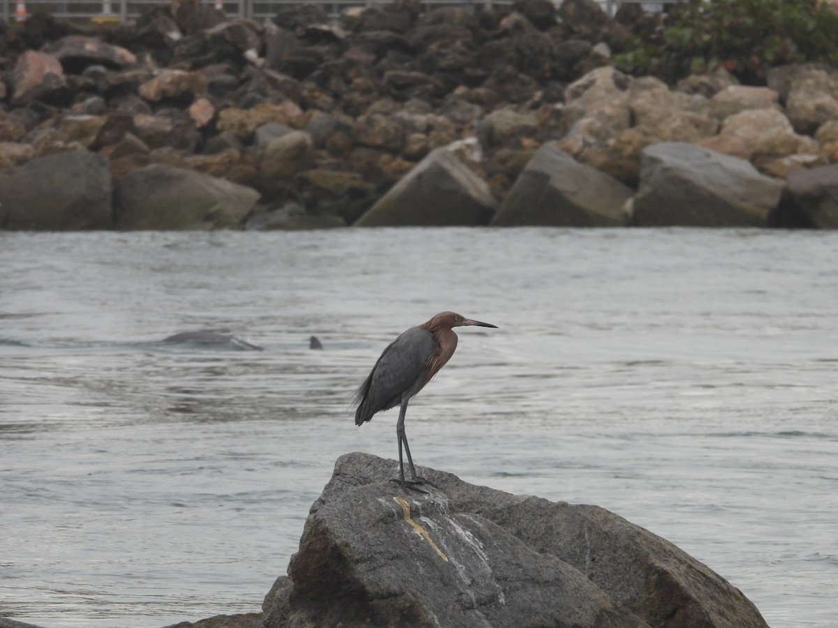 Reddish Egret - ML628110433