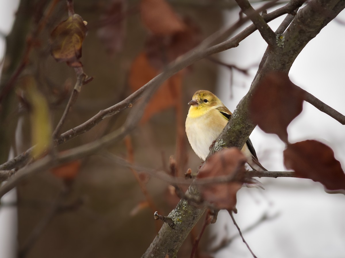 American Goldfinch - ML628110495