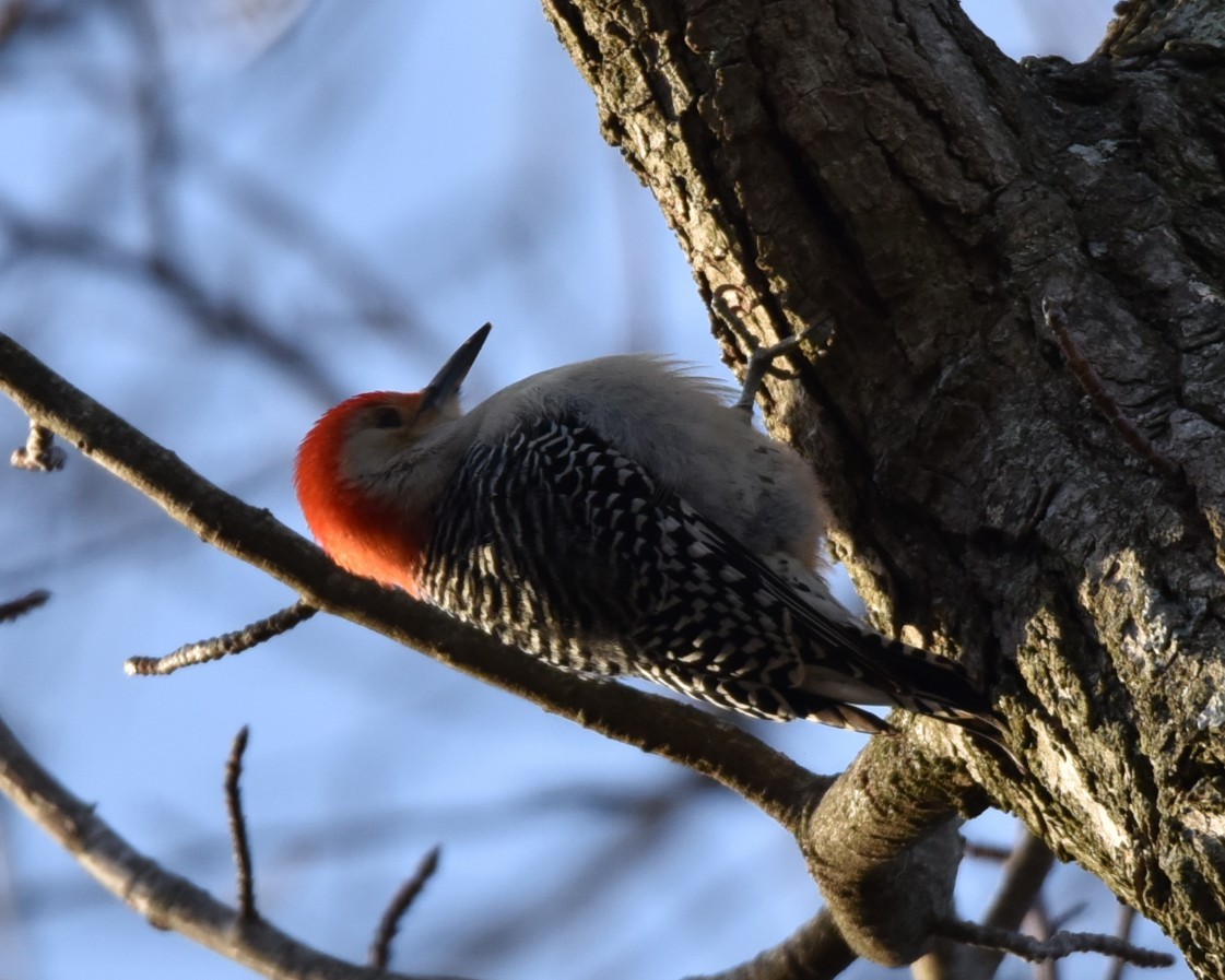 Red-bellied Woodpecker - ML628110518