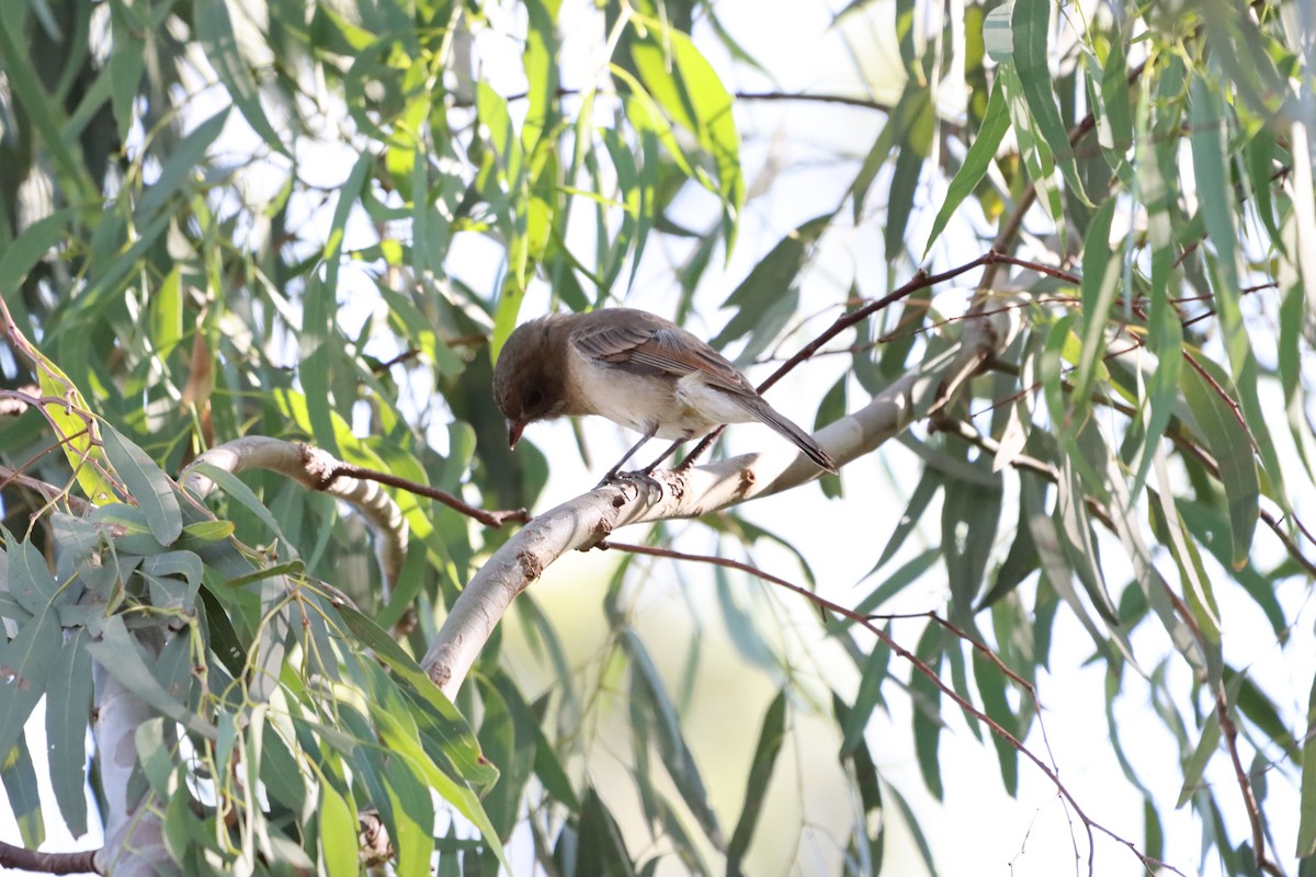 Golden Whistler - ML628110521