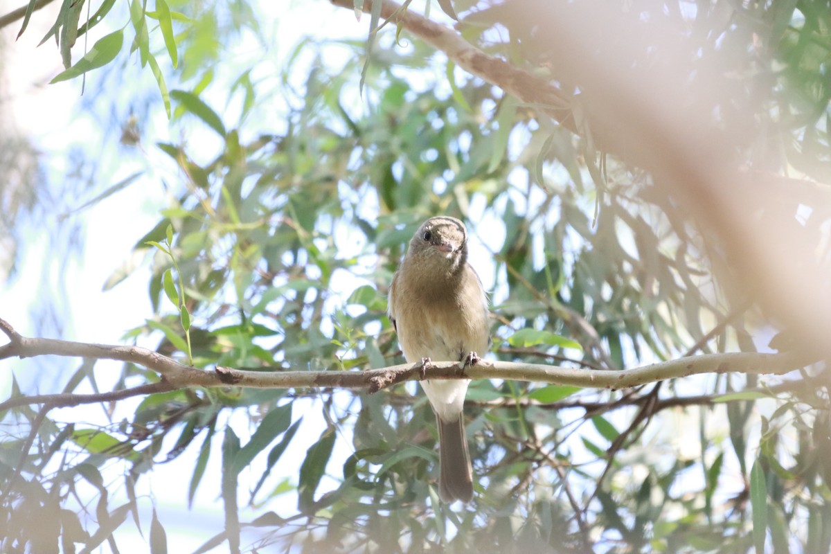 Golden Whistler - ML628110522