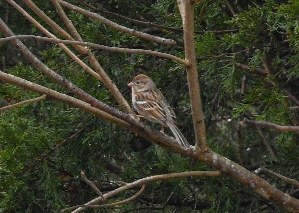 Field Sparrow - ML628110523