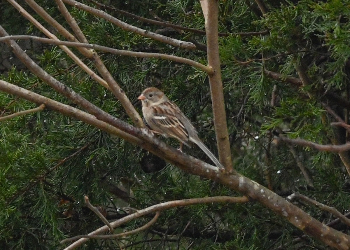 Field Sparrow - ML628110525