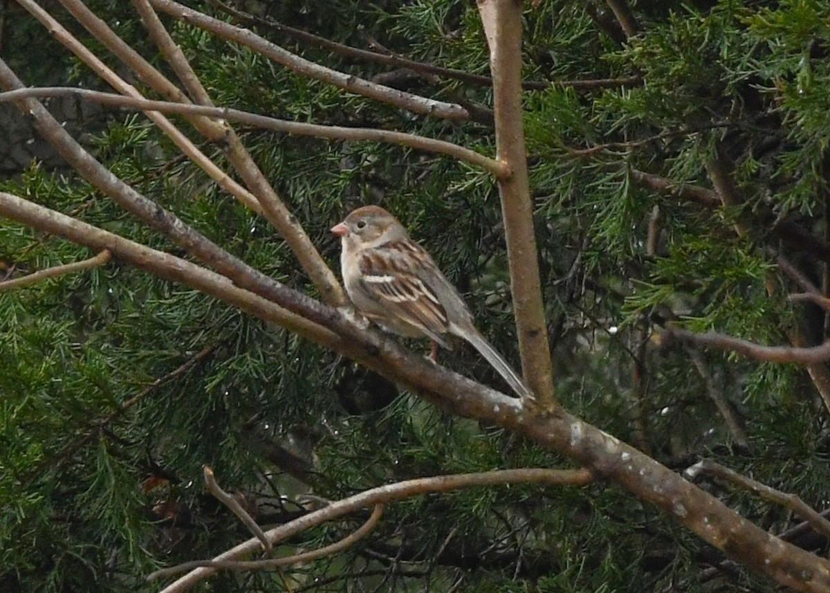 Field Sparrow - ML628110526