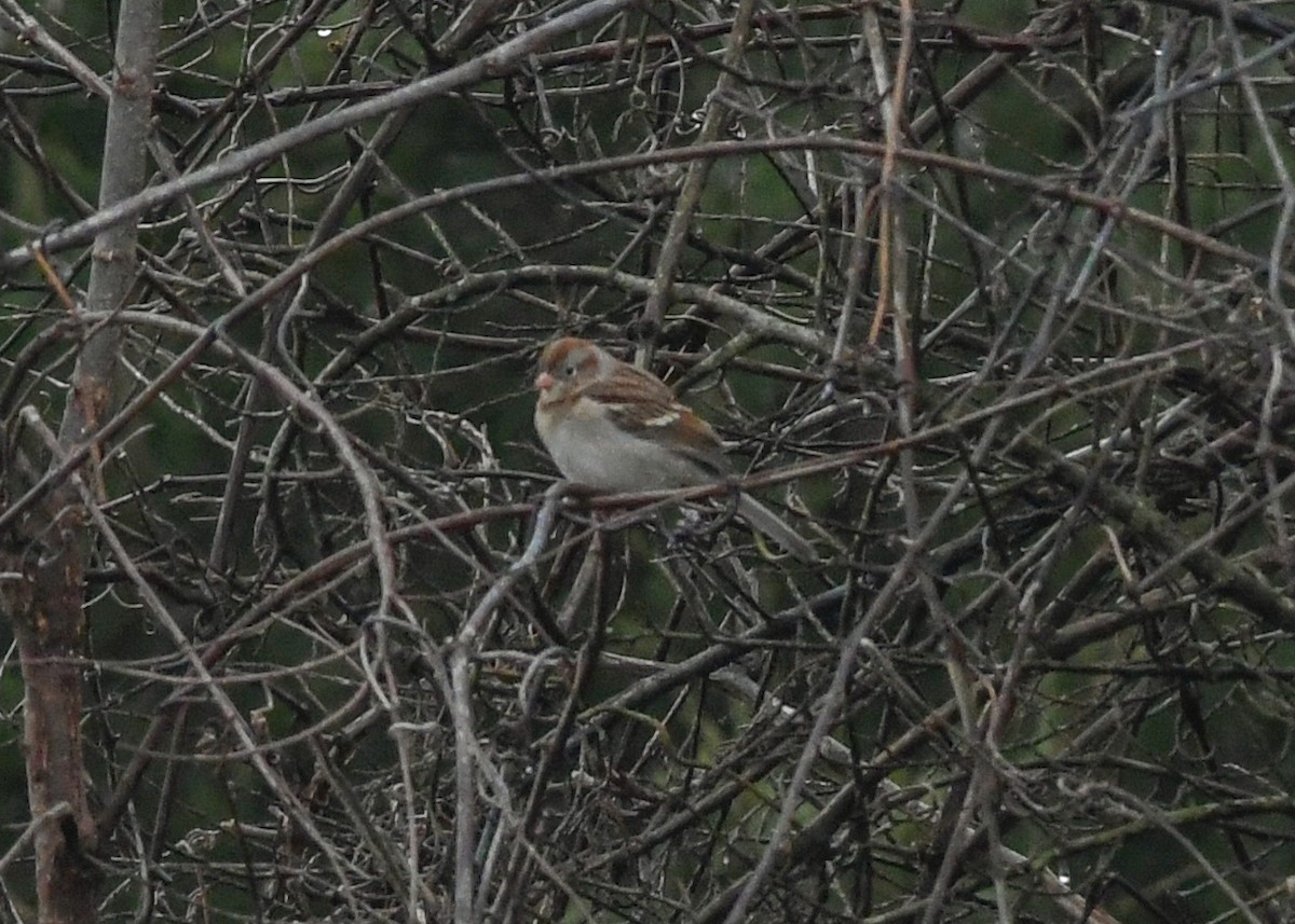 Field Sparrow - ML628110527