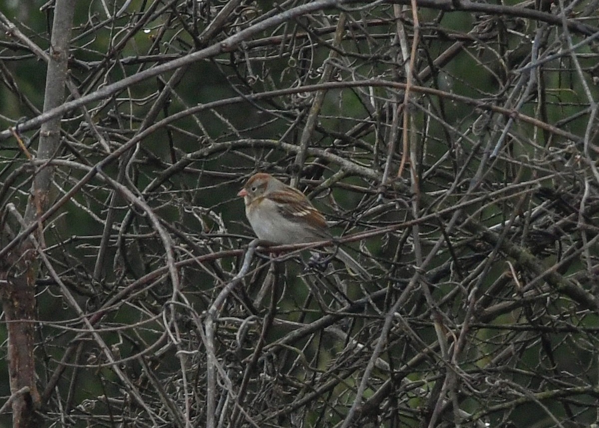 Field Sparrow - ML628110528