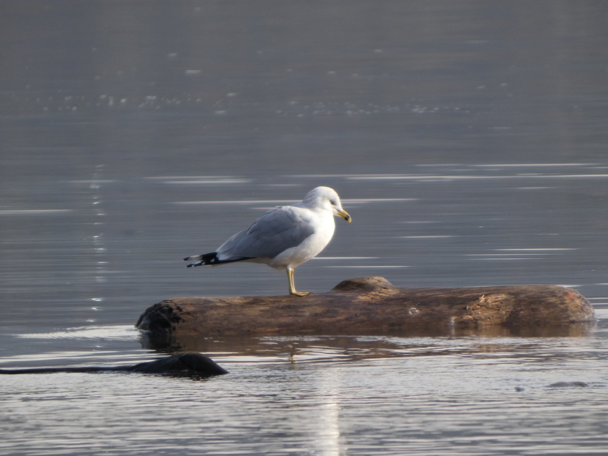 Ring-billed Gull - ML628110536