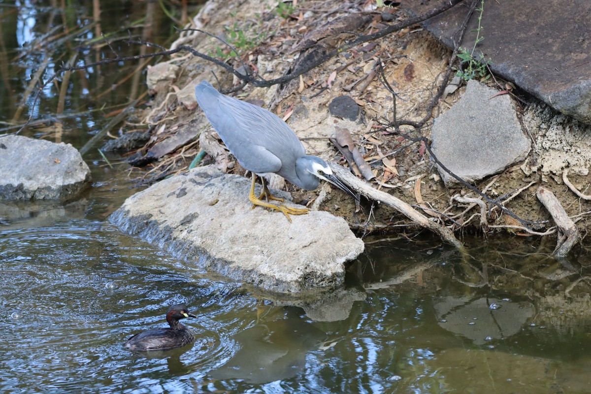 White-faced Heron - ML628110538