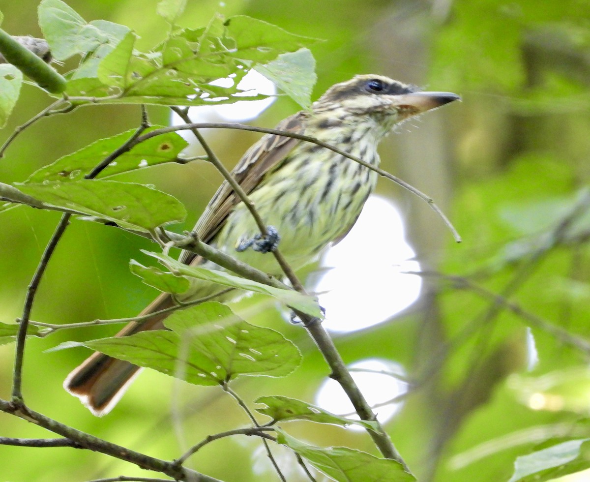 Streaked Flycatcher - ML628110539