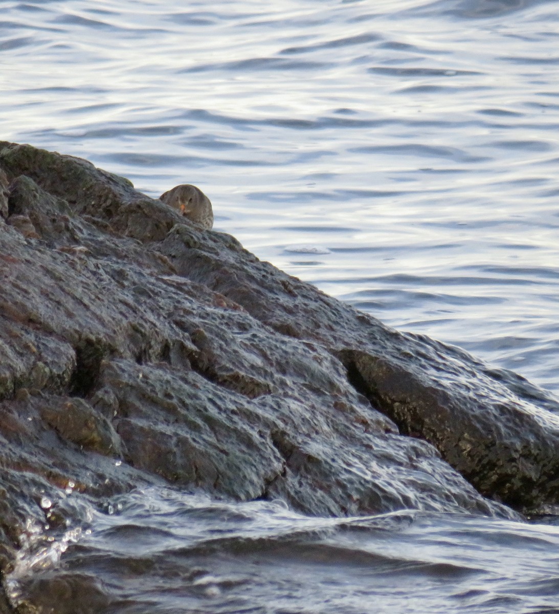 Purple Sandpiper - ML628110540