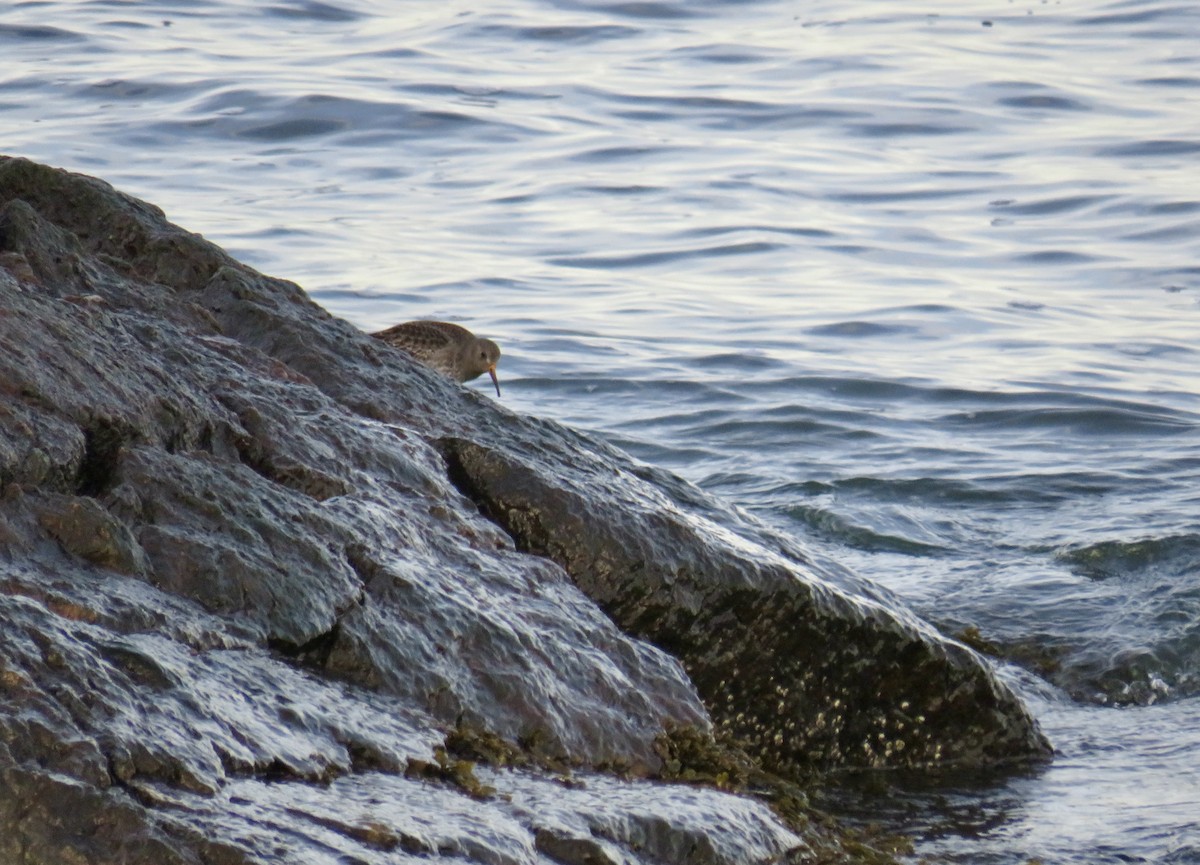 Purple Sandpiper - ML628110550