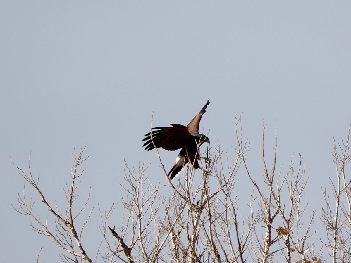 Harris's Hawk - ML628110552