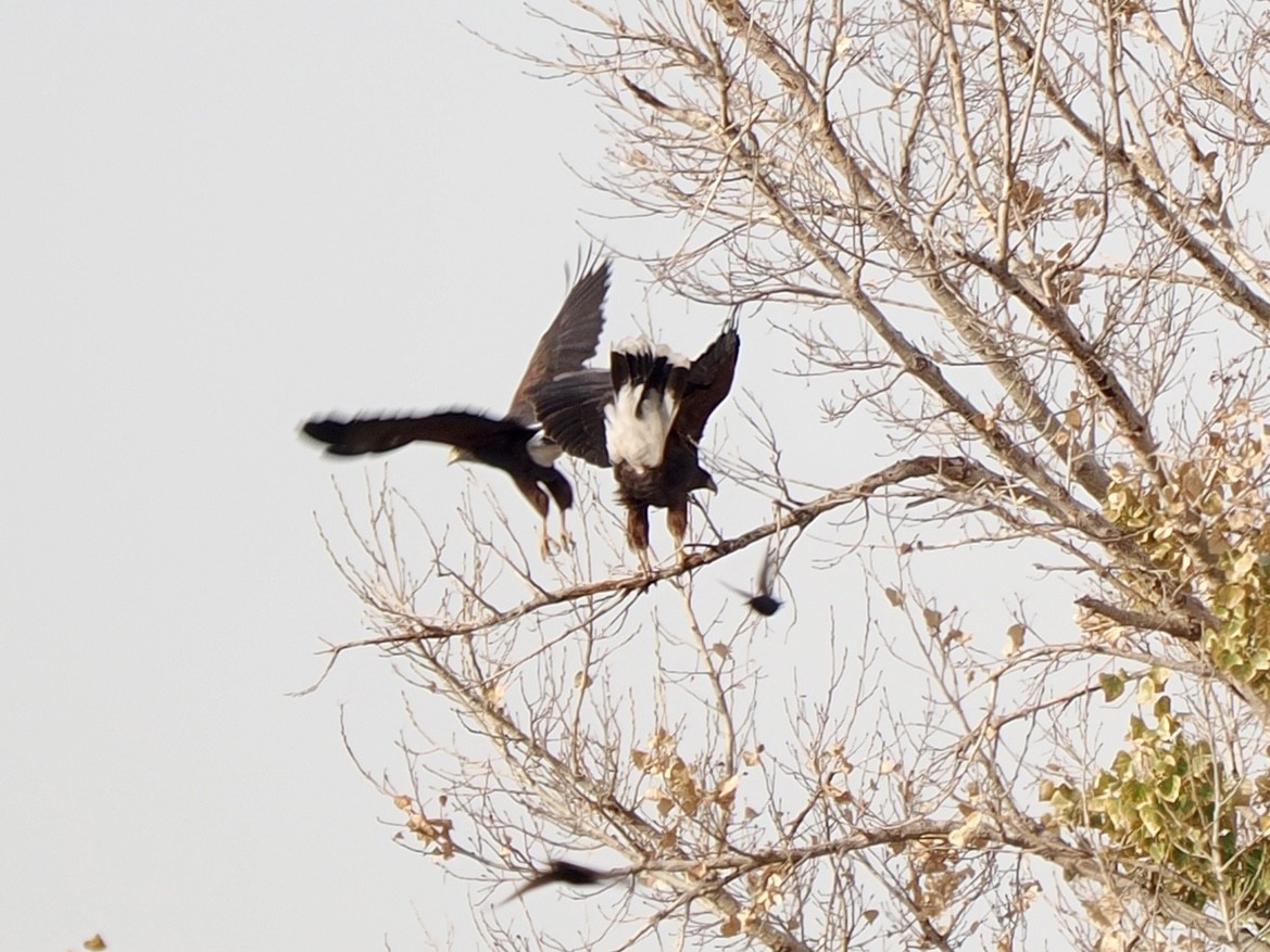 Harris's Hawk - ML628110553