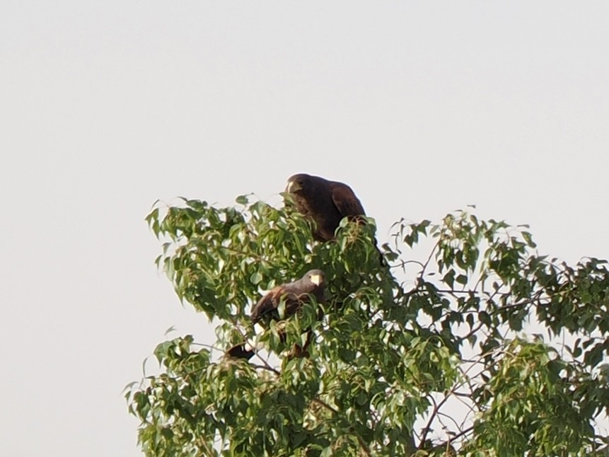 Harris's Hawk - ML628110554