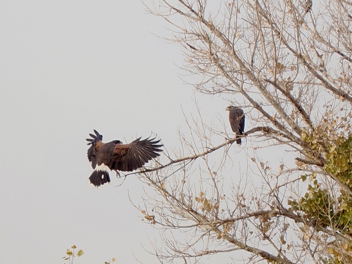 Harris's Hawk - ML628110555