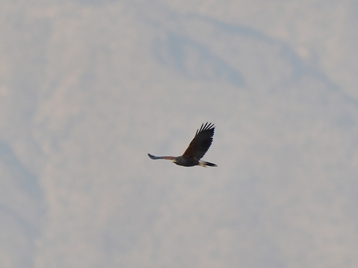 Harris's Hawk - ML628110556