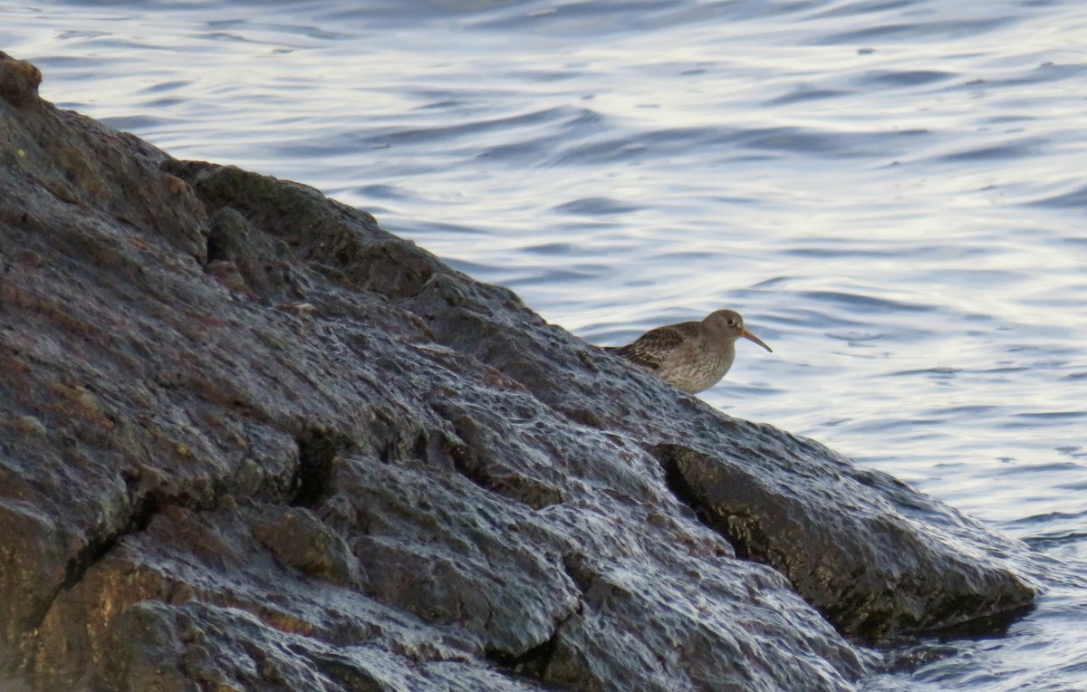 Purple Sandpiper - ML628110558