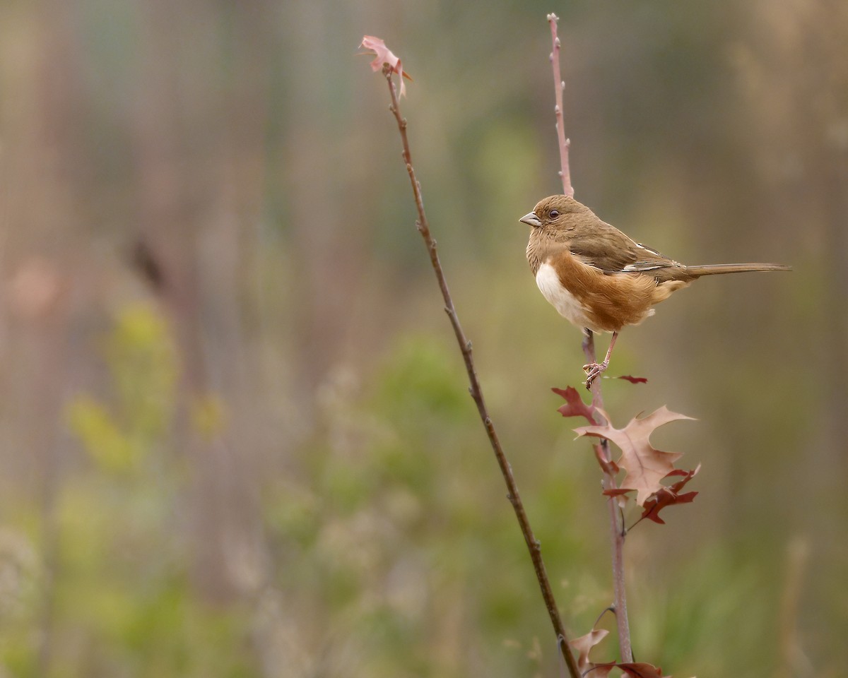 Eastern Towhee - ML628110559