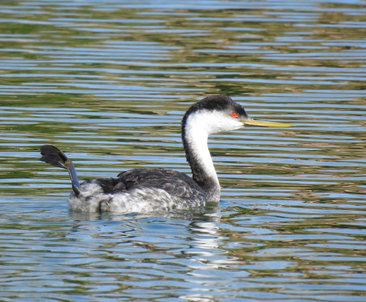 Western Grebe - ML628110560