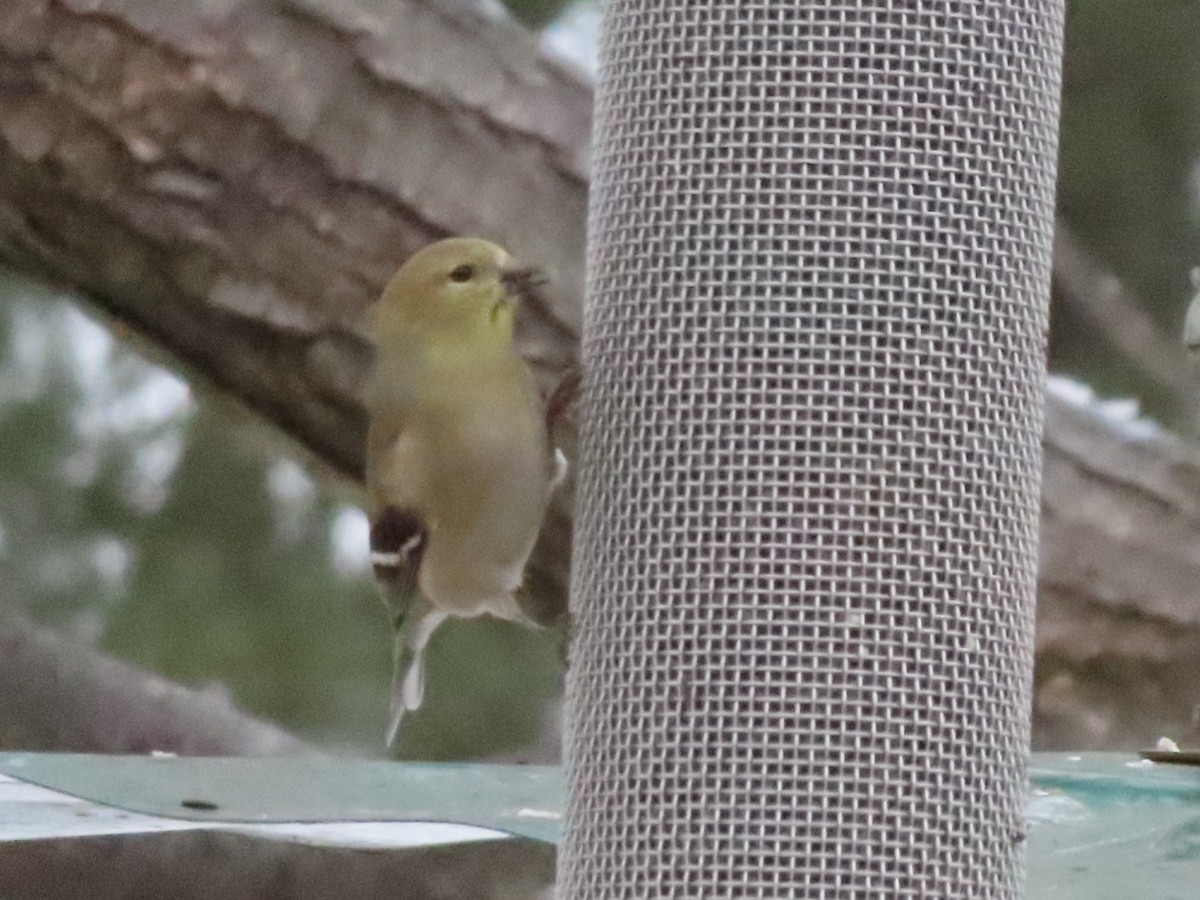 American Goldfinch - ML628110575