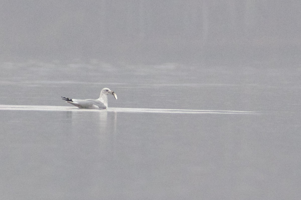 Ring-billed Gull - ML628110588