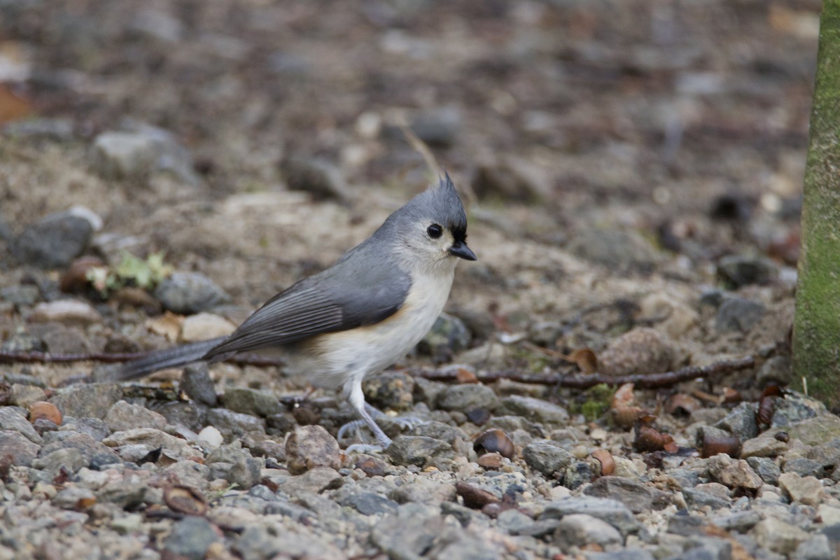 Tufted Titmouse - ML628110664