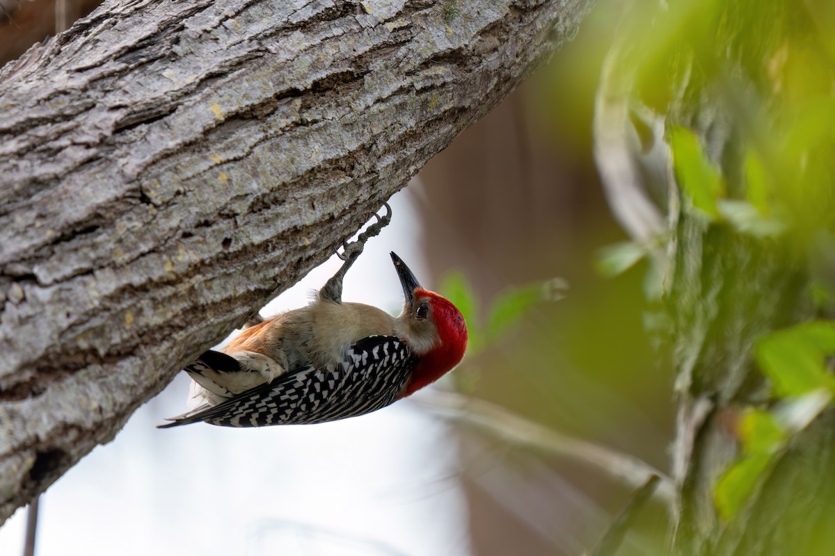 Red-bellied Woodpecker - ML628110674