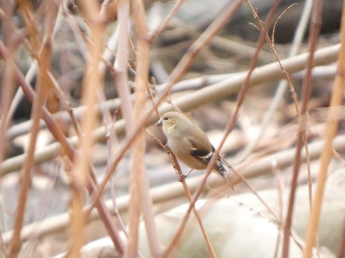 American Goldfinch - ML628110678