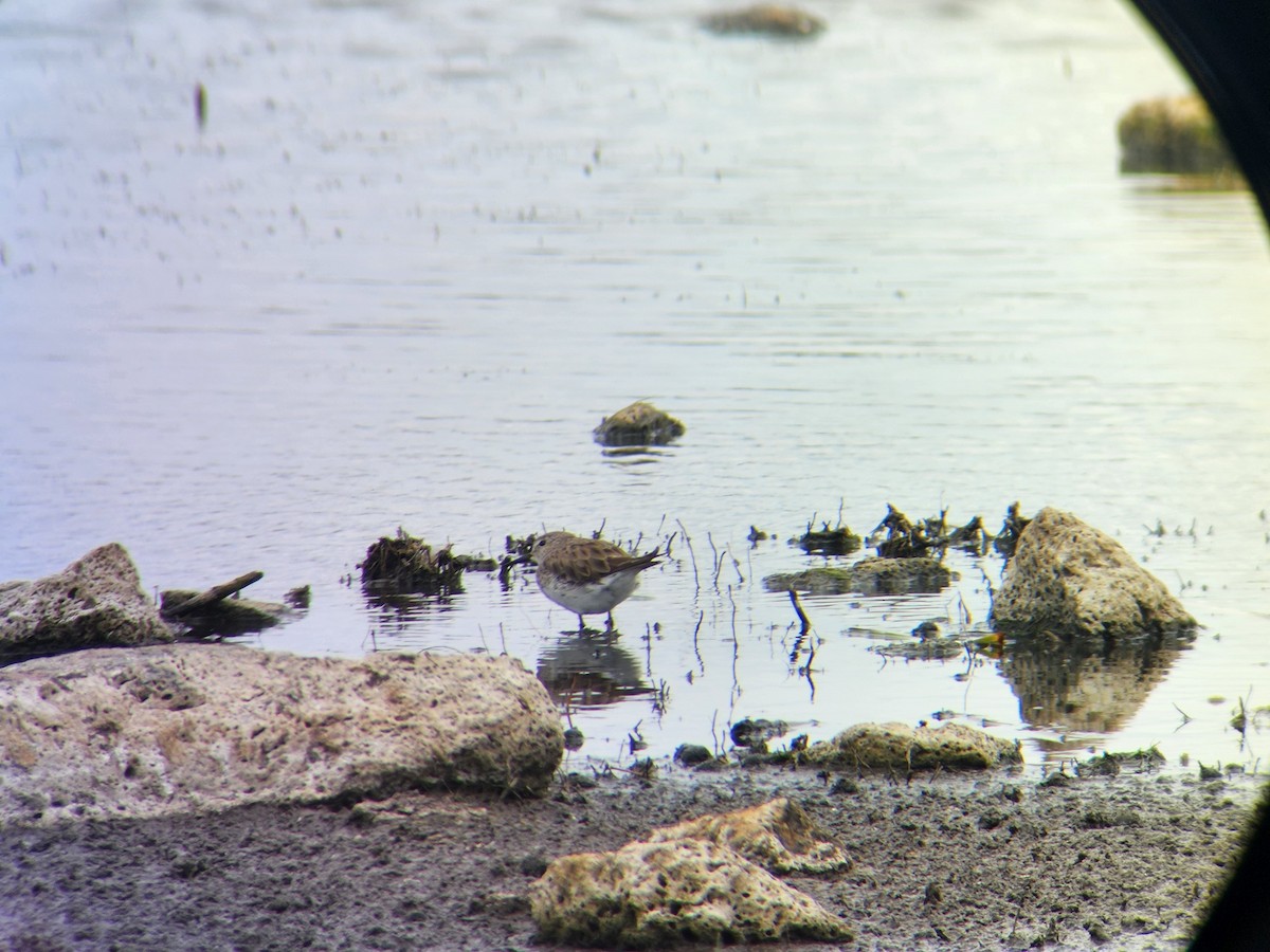 White-rumped Sandpiper - ML628110728