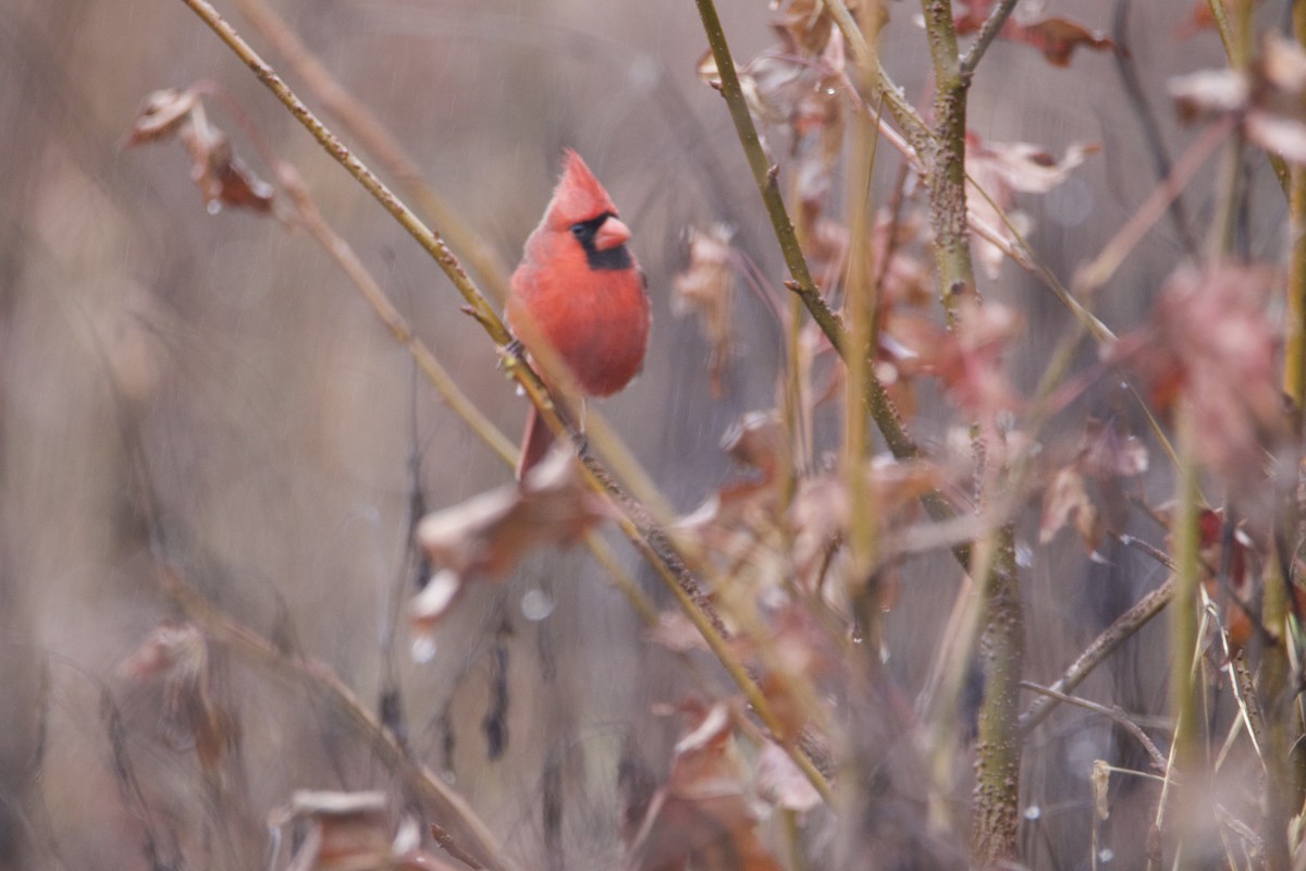 Northern Cardinal - ML628110729