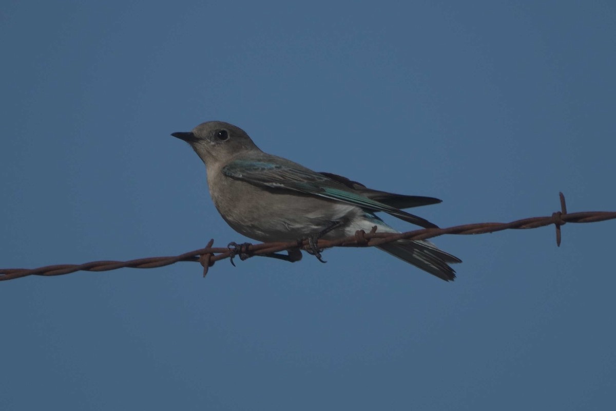 Mountain Bluebird - ML628110737