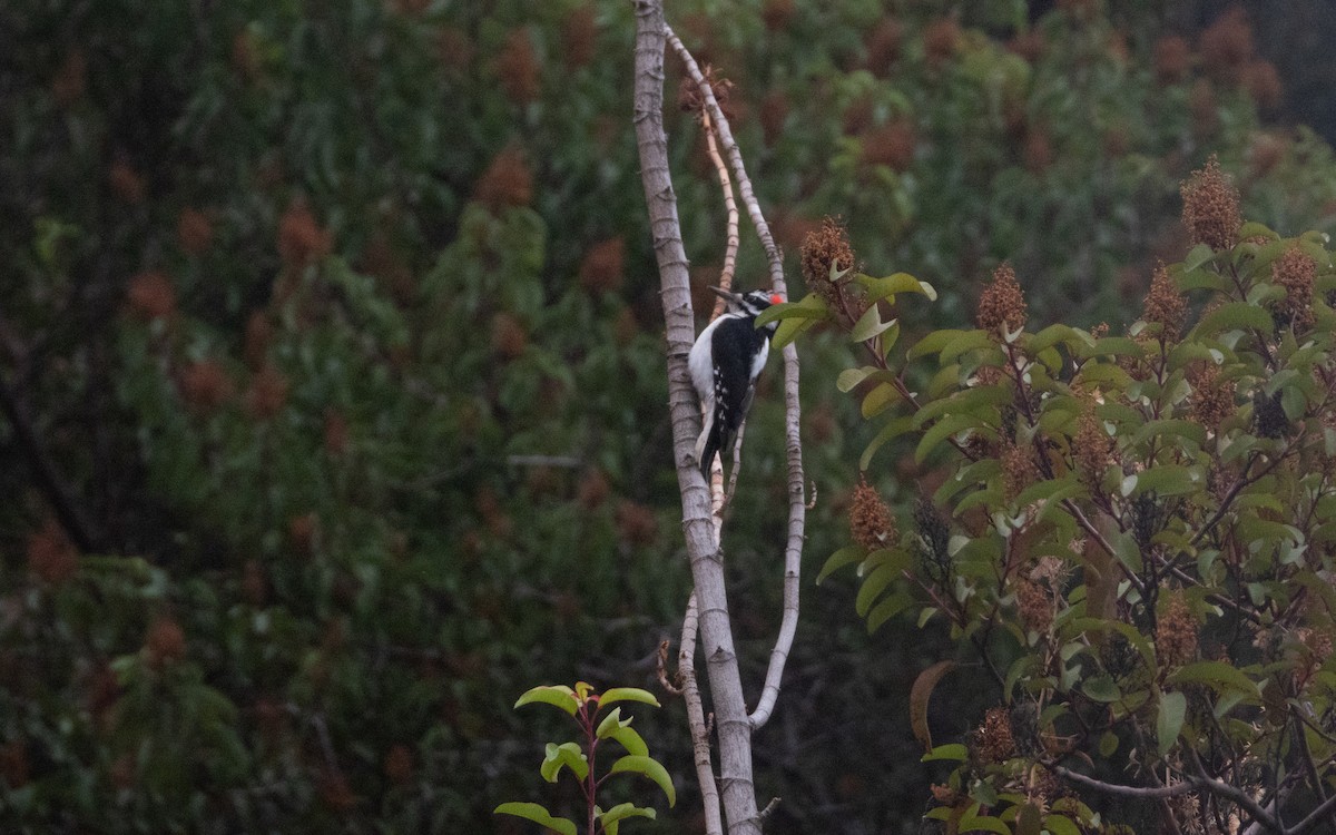 Hairy Woodpecker - ML628110759