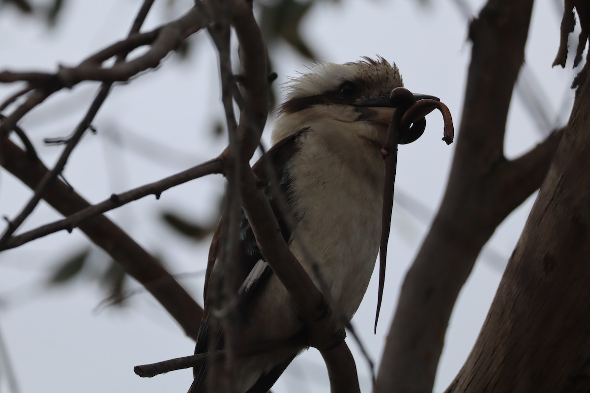 Laughing Kookaburra - ML628110815