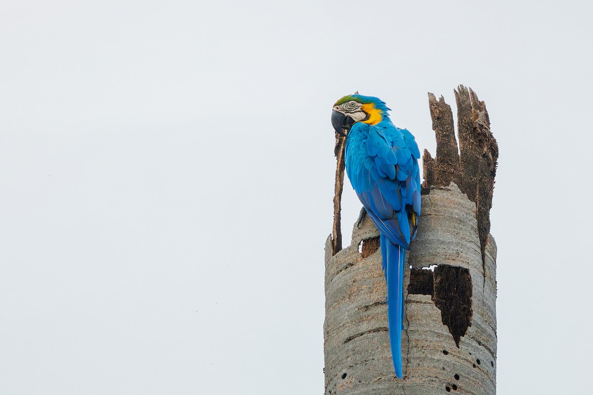 Blue-and-yellow Macaw - ML628110818