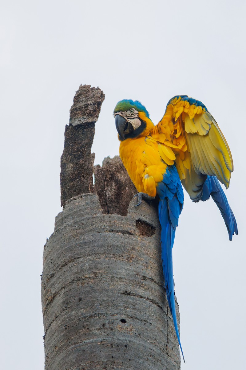 Blue-and-yellow Macaw - ML628110819