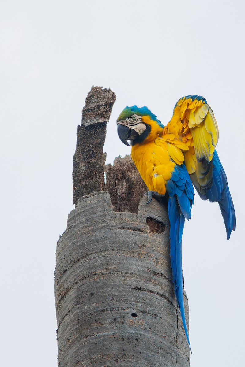 Blue-and-yellow Macaw - ML628110820