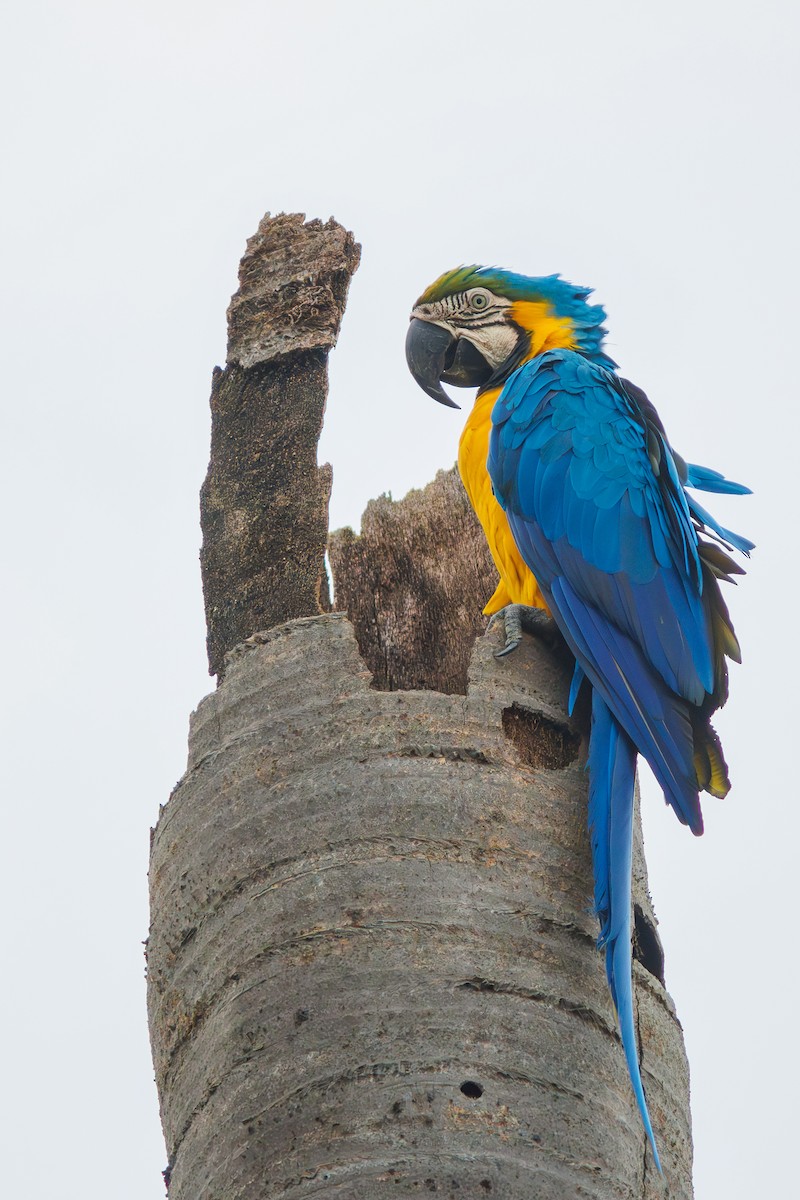 Blue-and-yellow Macaw - ML628110821