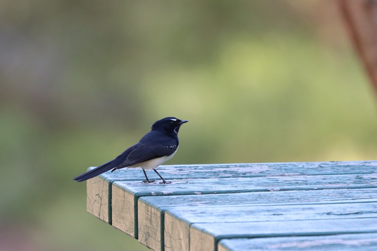 Willie-wagtail - ML628110824