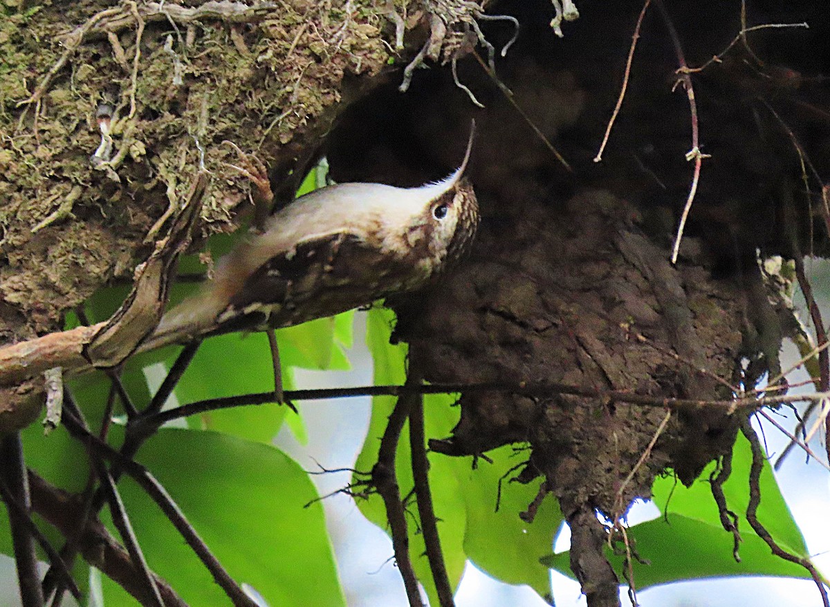 Brown Creeper - ML628110825