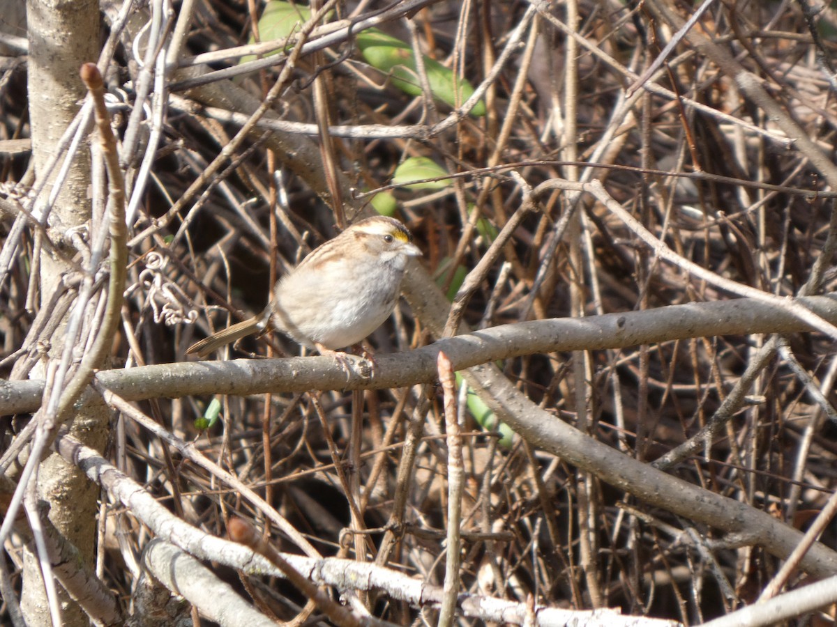 White-throated Sparrow - ML628110830