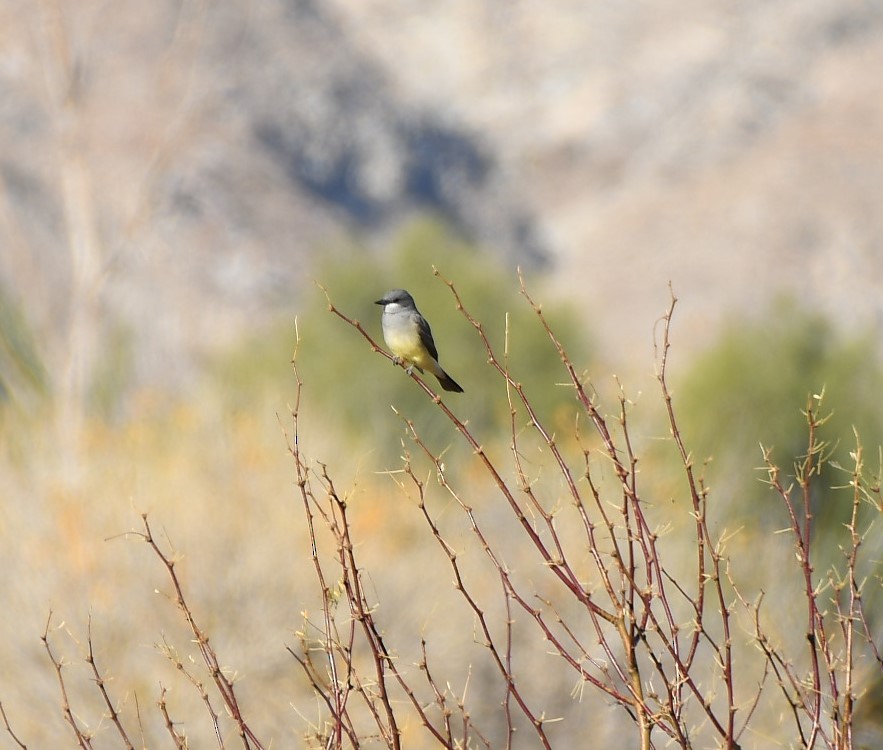 Cassin's Kingbird - ML628110835