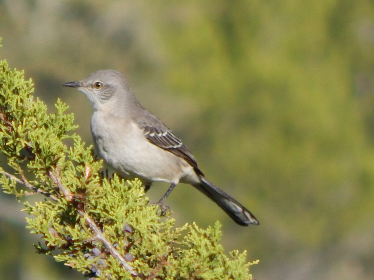 Northern Mockingbird - ML628110839