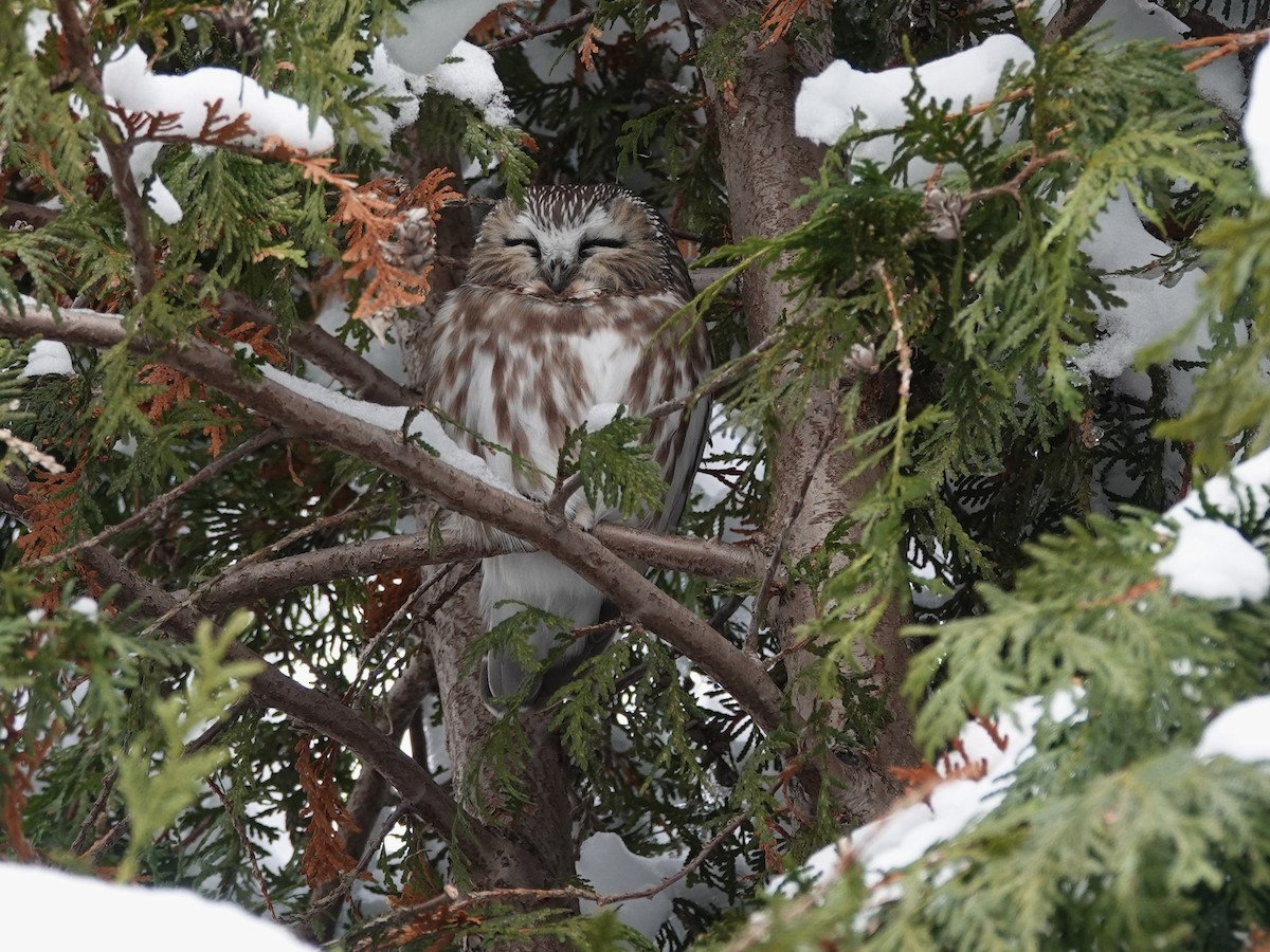 Northern Saw-whet Owl - ML628110843