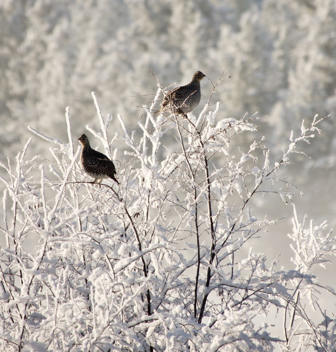 Sharp-tailed Grouse - ML628110848