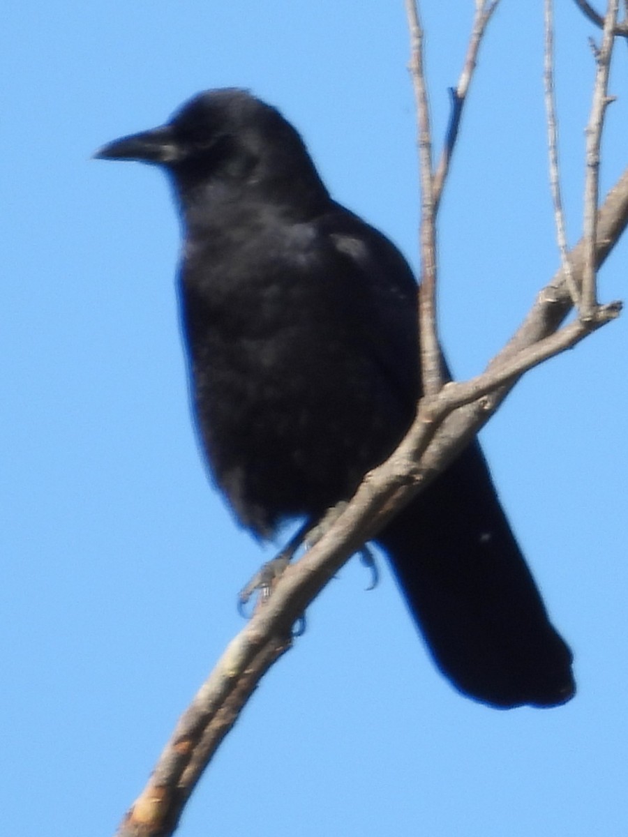 American Crow - ML628110860